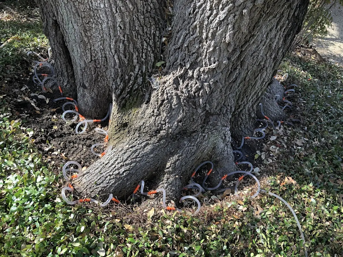 Detailed Tree Cabling and Bracing job site in Cliffside