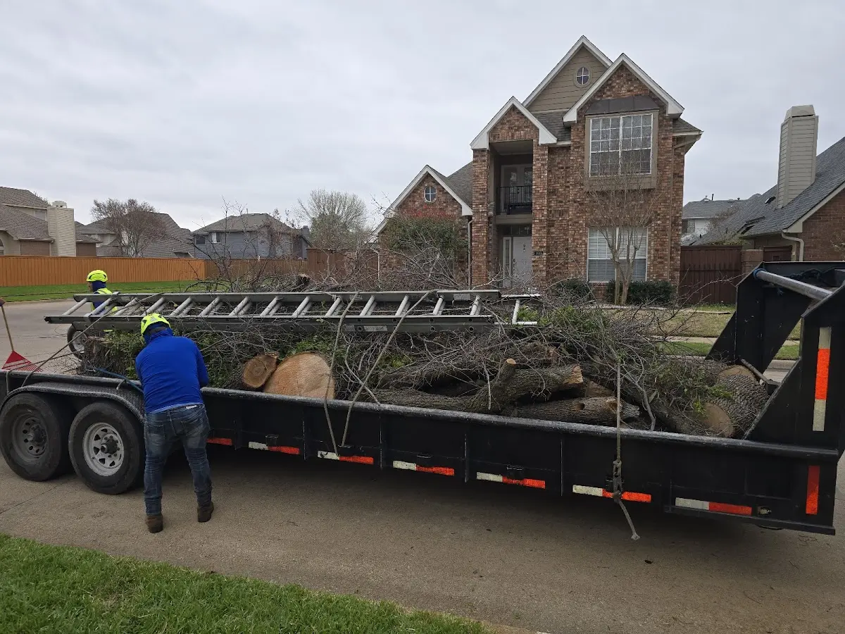 Expert Tree Pest Control with proper safety equipment in Cliffside